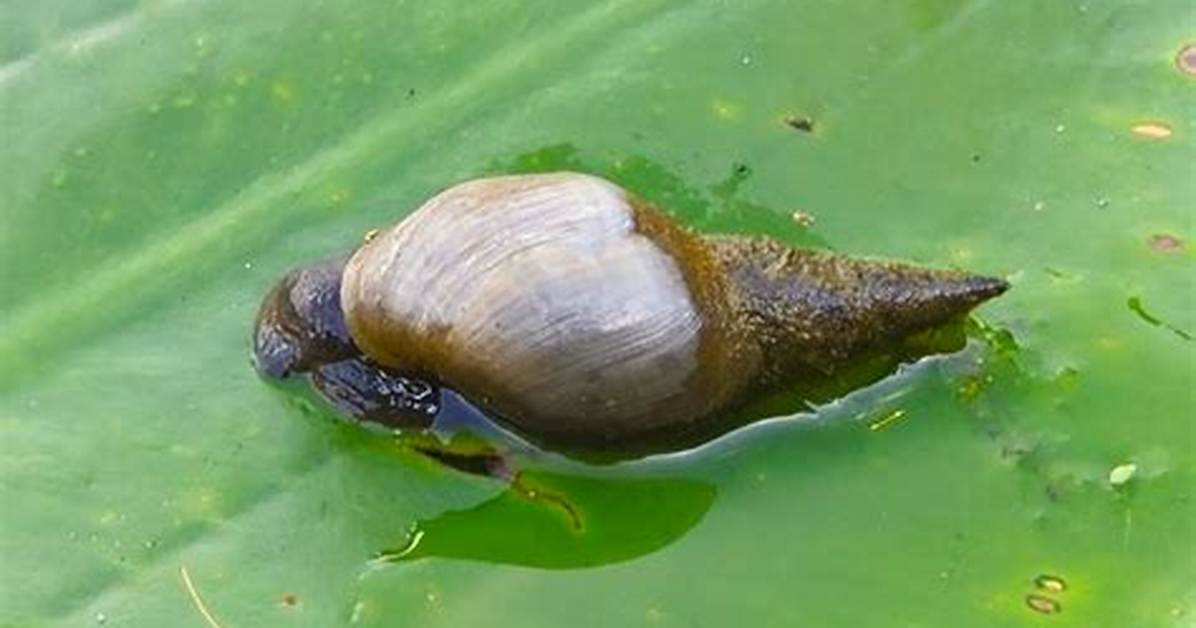 Pond Snails