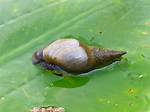 Pond Snails