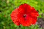 Poppy