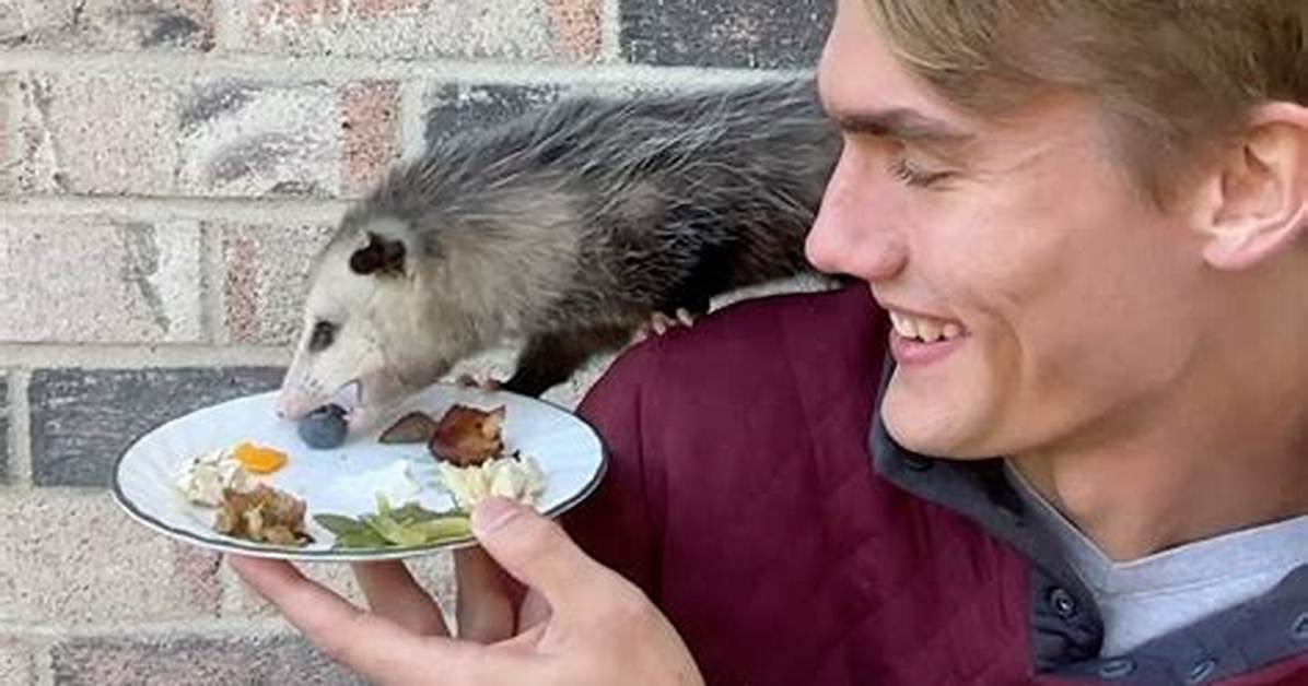 Possum Bites