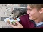 Possum Bites