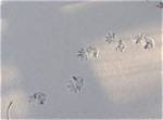 Possum Tracks