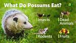 Possums Eat