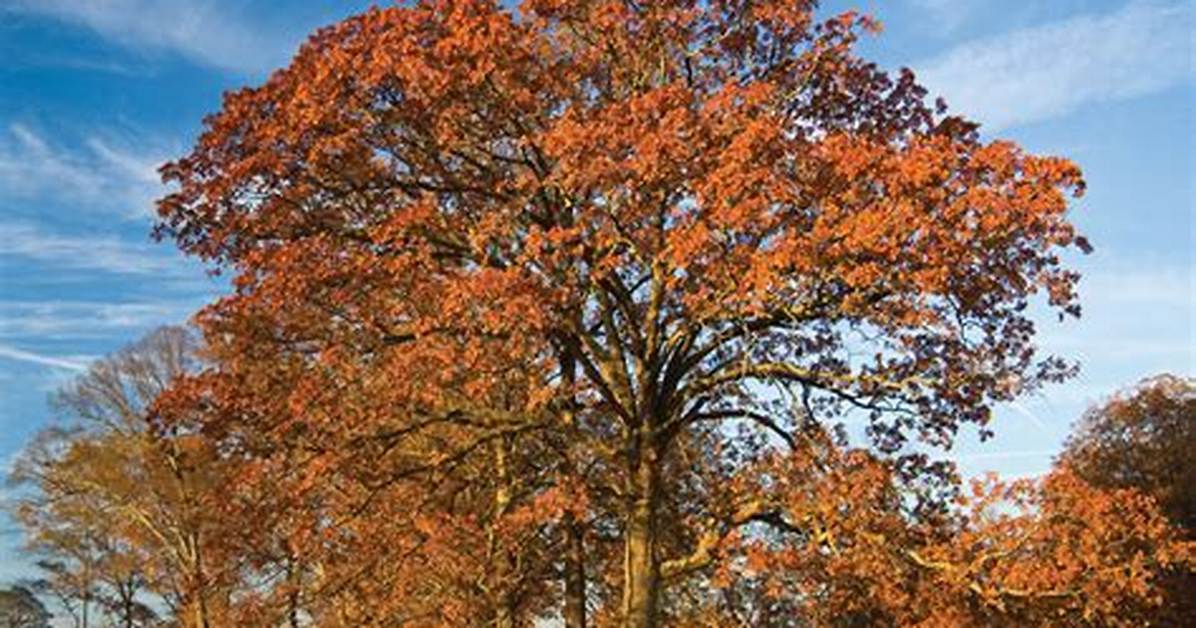 Post Oak Tree