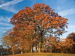 Post Oak Tree