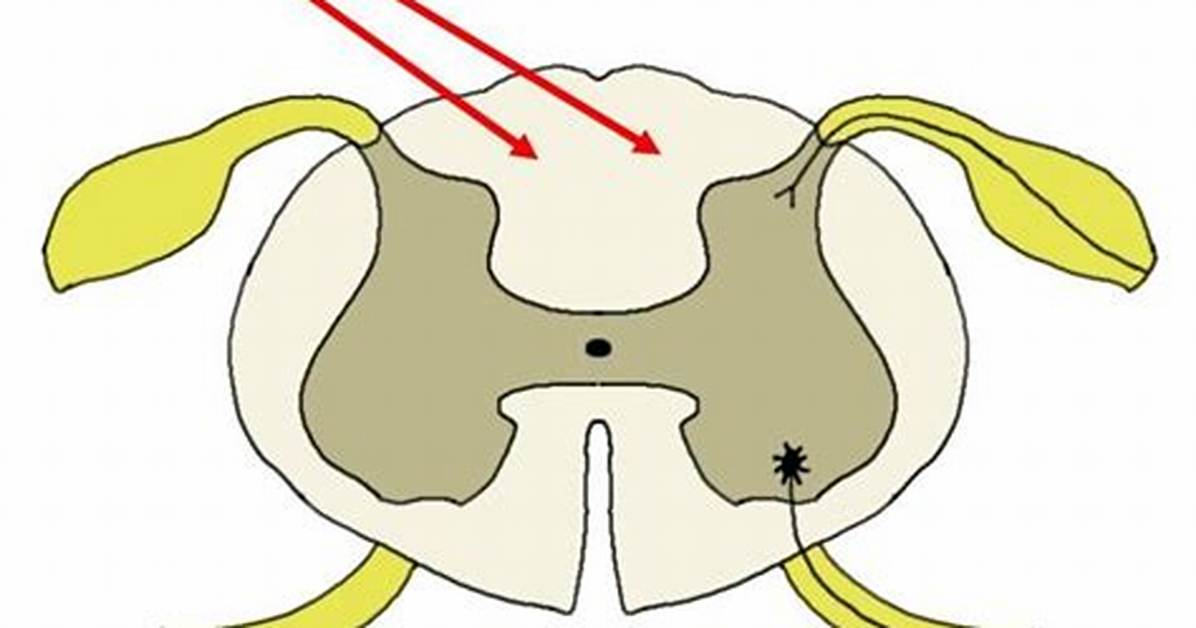 Posterior Funiculus