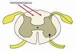 Posterior Funiculus