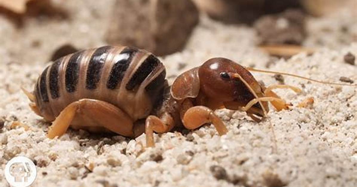 Potato Bug Scream