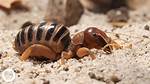 Potato Bug Scream
