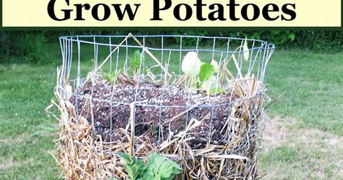 Potato Tower