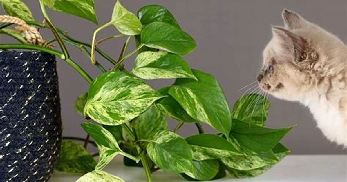 Pothos Cats