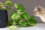 Pothos Cats