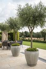 Potted Olive Tree