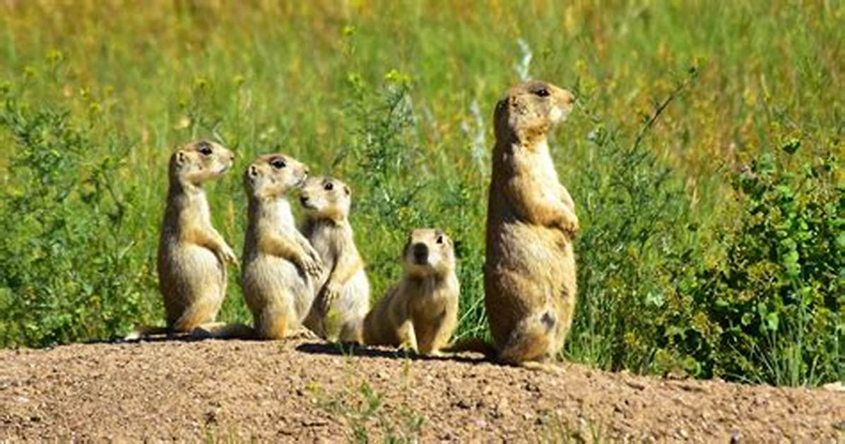 Prairie Animals