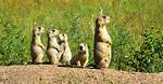 Prairie Animals