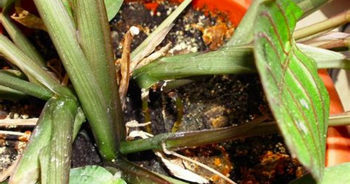 Prayer Plant Problems