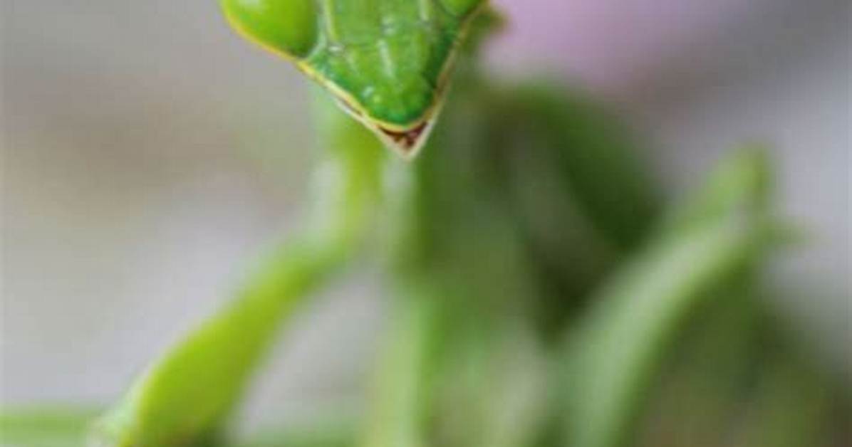 Praying ___ Insect with a Triangular Head