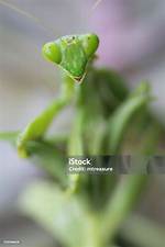 Praying ___ Insect with a Triangular Head