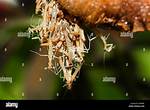 Praying Mantis Egg Sack