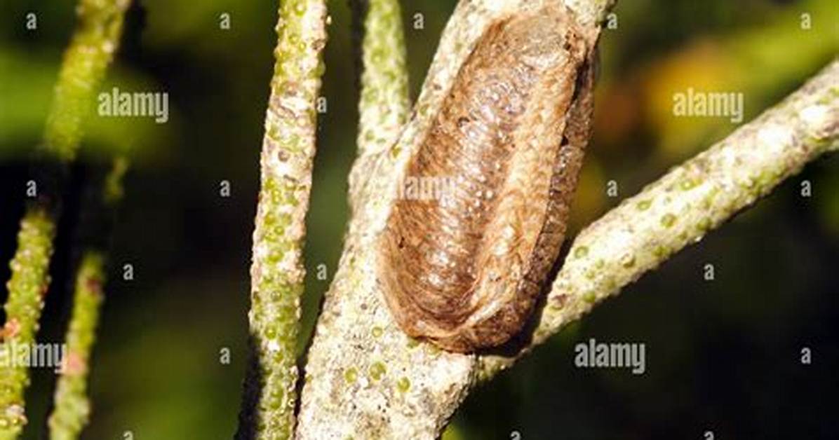 Praying Mantis Egg