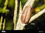 Praying Mantis Egg