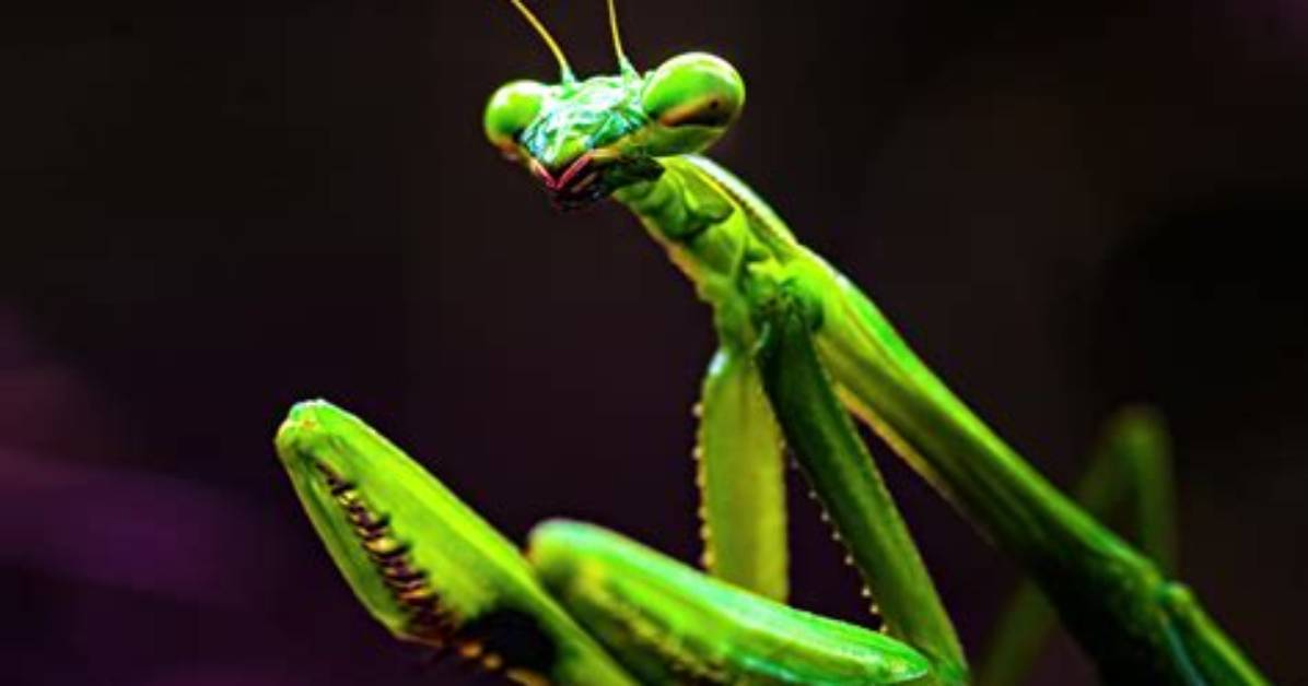 Praying Mantis Green