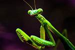 Praying Mantis Green