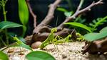 Praying Mantis Pet