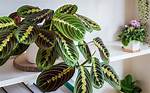 Praying Plant