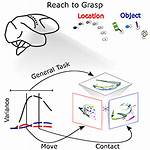 Precision Neural Dynamics Lab