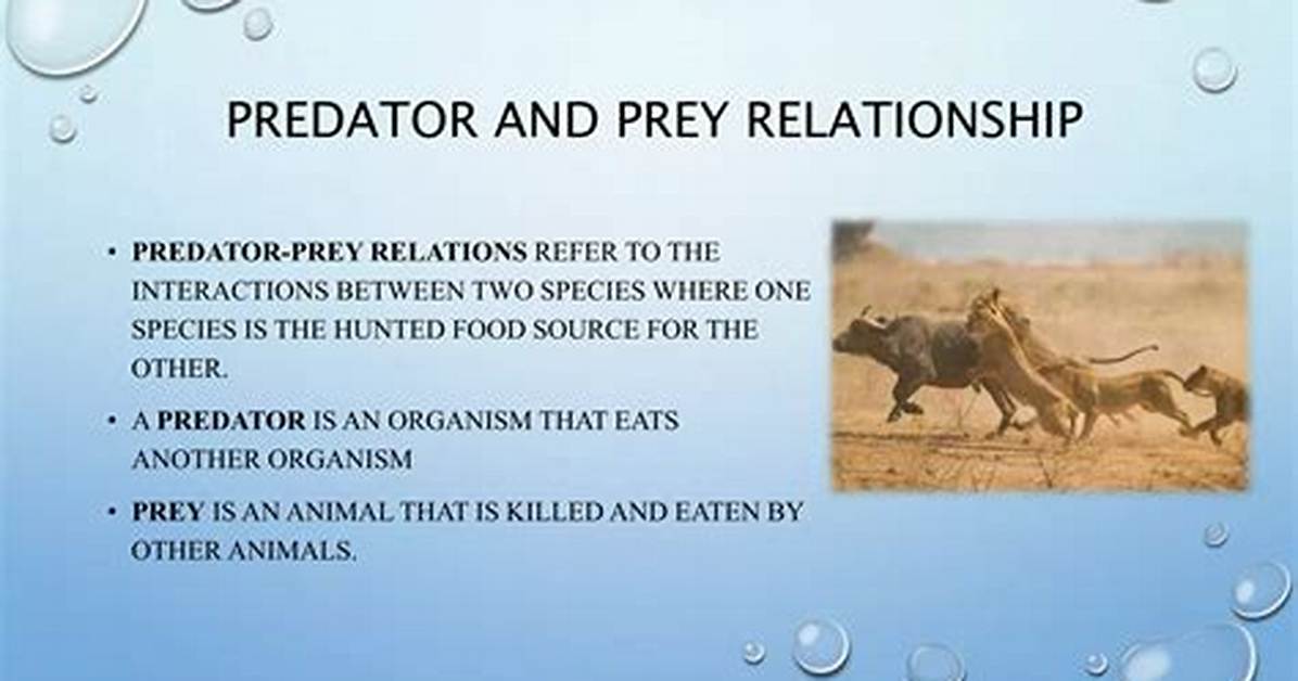 Predator Prey Relationship Examples