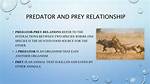 Predator Prey Relationship Examples