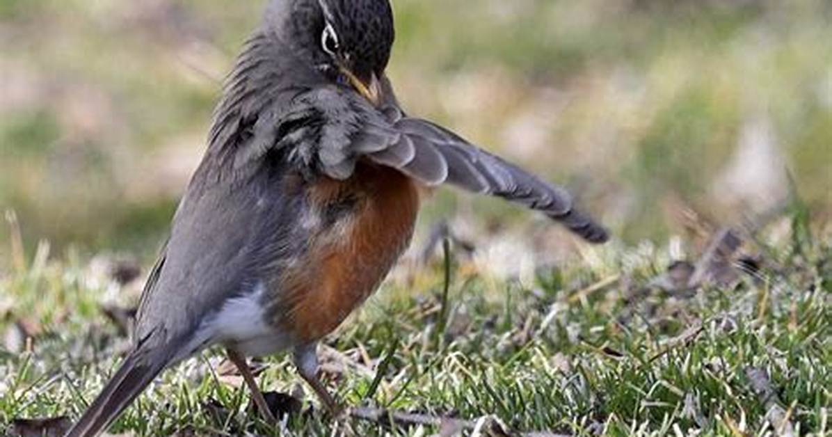 Preening