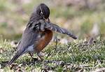 Preening