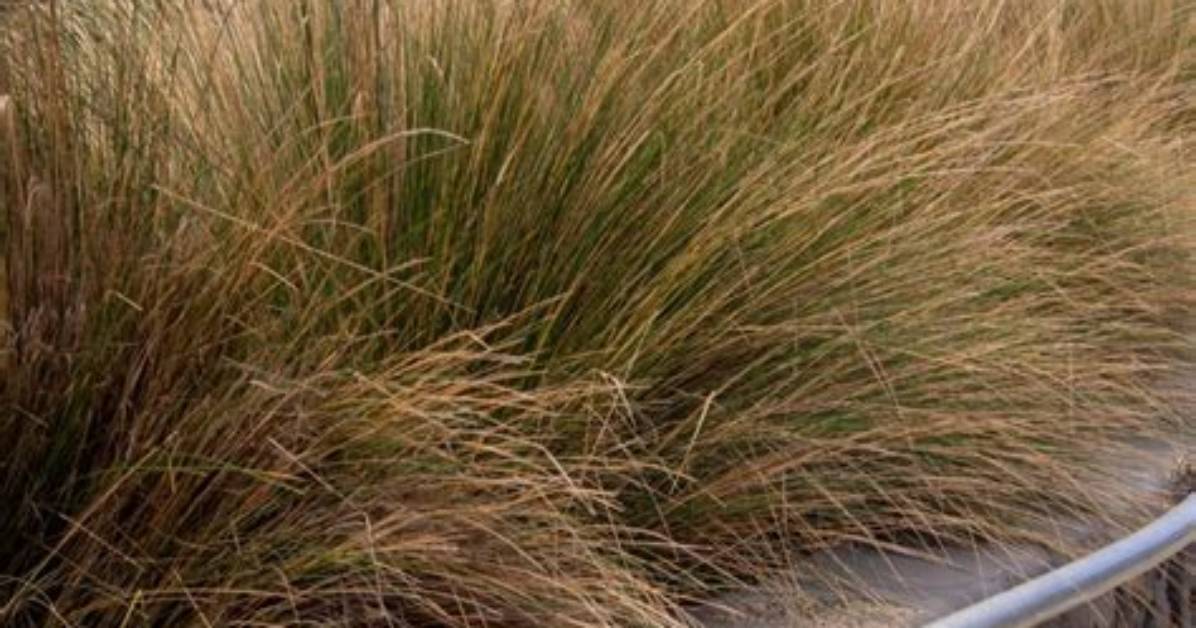 Prickly Grass