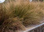 Prickly Grass