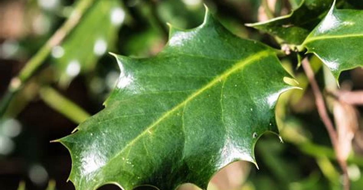 Prickly Shrub