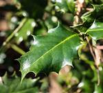 Prickly Shrub
