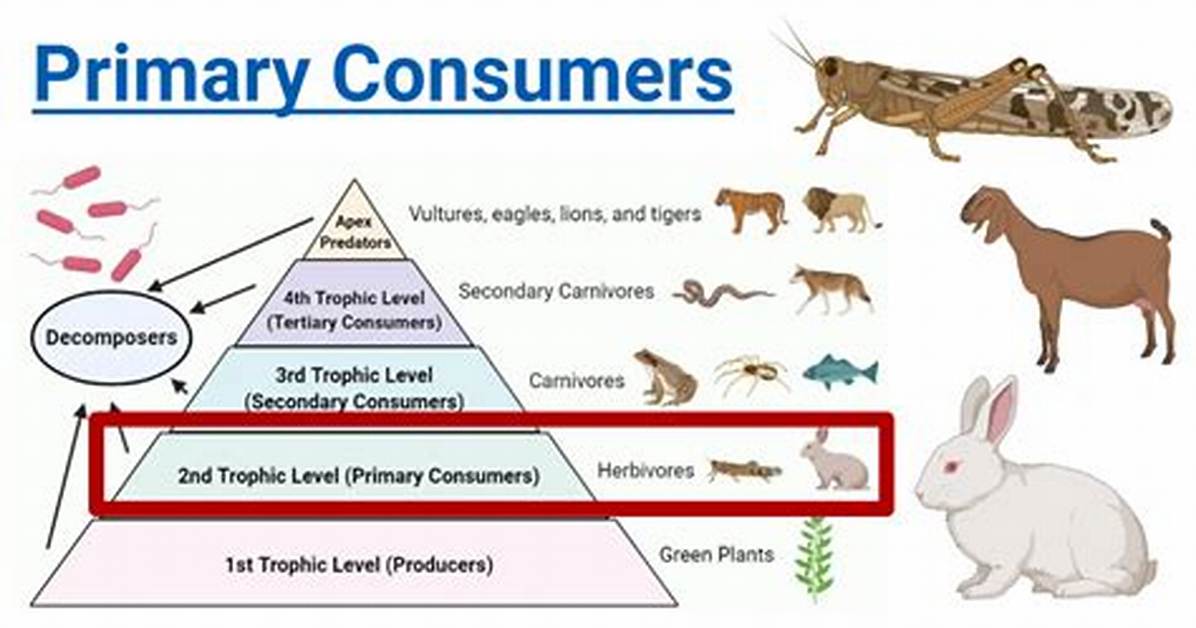 Primary Consumers