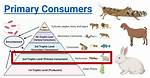 Primary Consumers