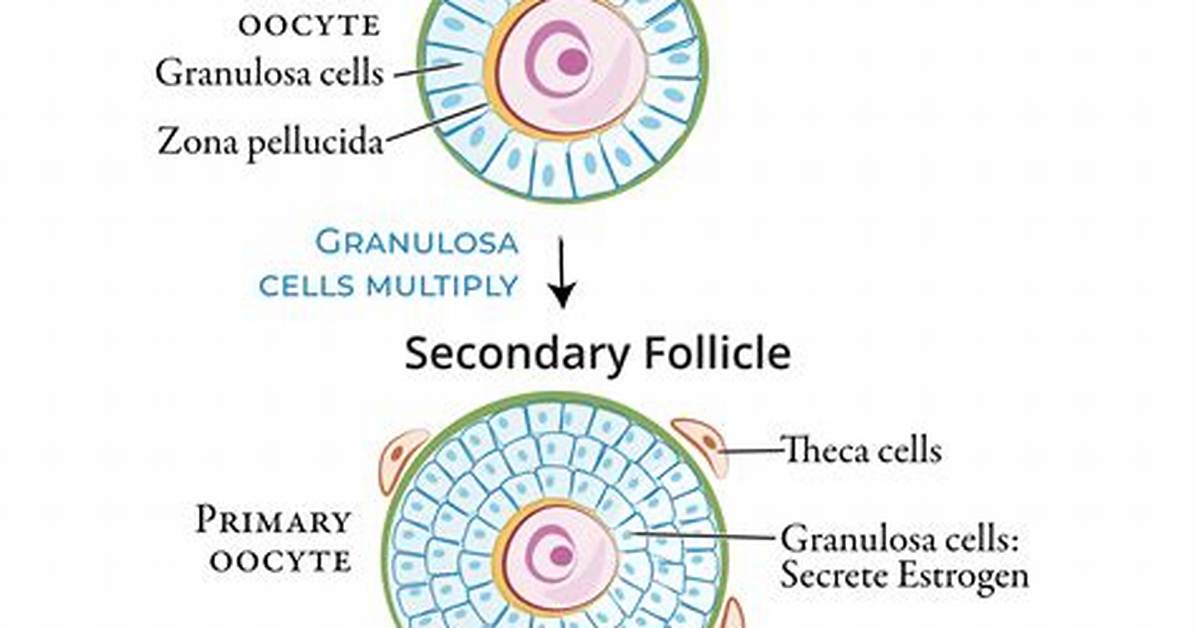 Primary Oocyte