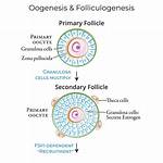 Primary Oocyte