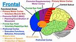 Primary or Central