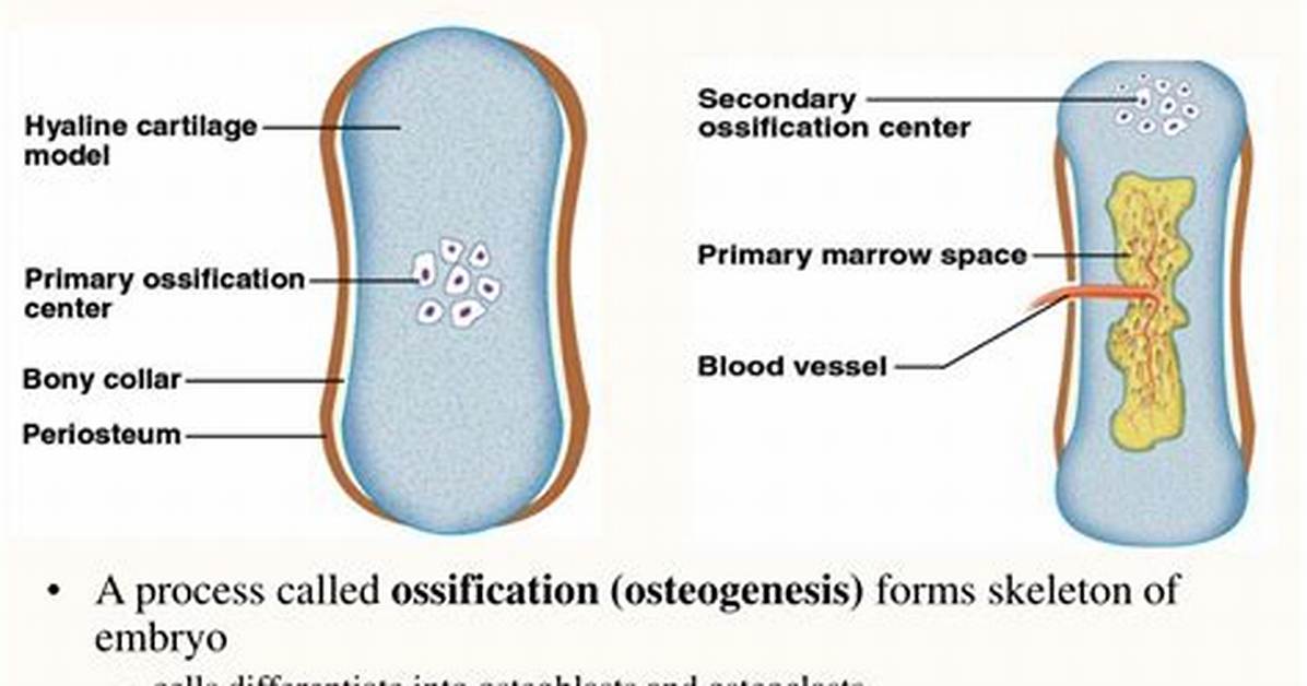 Primary Ossification Center