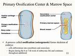 Primary Ossification Center