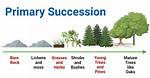 Primary Succession Examples
