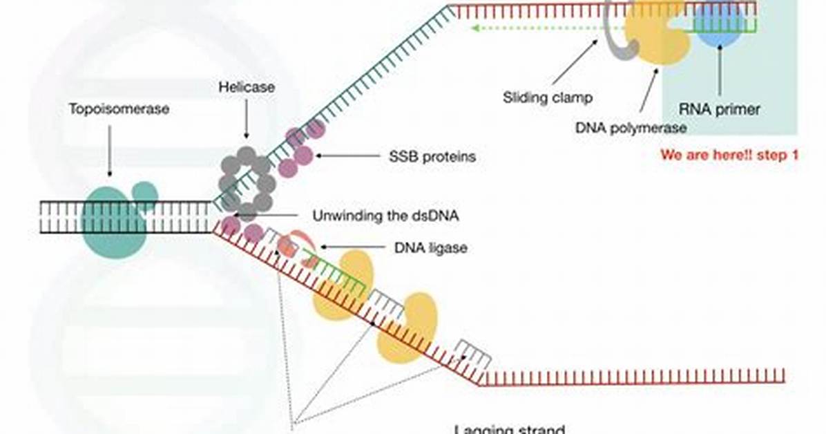 Primase Function