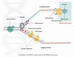 Primase Function