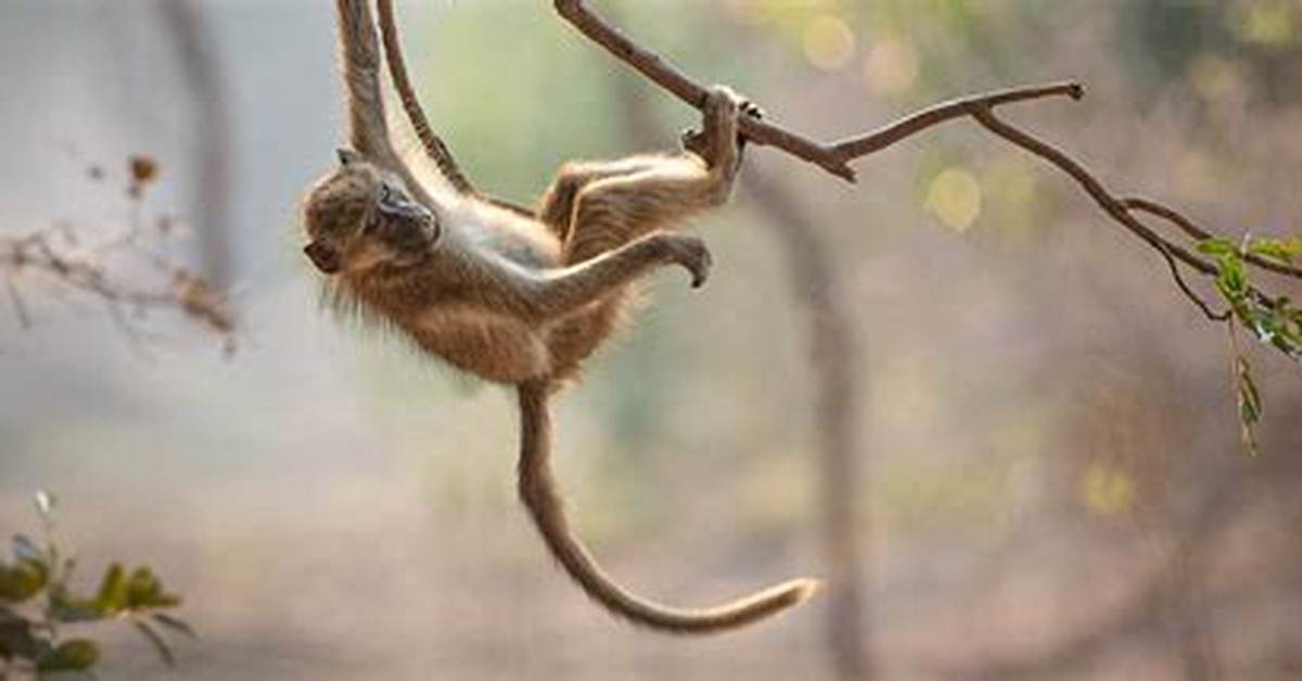 Primate Without a Tail