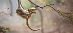 Primate Without a Tail